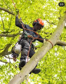 Professional Tree Felling in Pietermaritzburg - Image 1