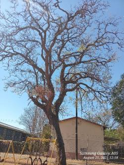 Professional Tree Felling in Pietermaritzburg - Image 3