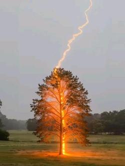 Professional Tree Felling in Pietermaritzburg - Image 4