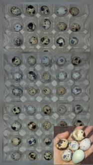 Quail hatching eggs R5 ea in Roodepoort - Image 1