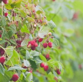 Red Delight Raspberry Plants for Your Garden in Kālkāji Devi - Image 1