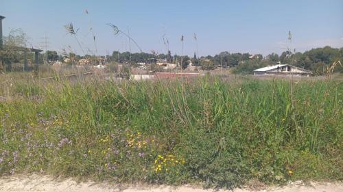 SE VENDE PARCELA RÚSTICA en Molina de Segura - Imagen 1