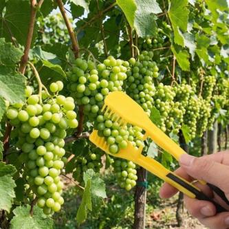 SEPTEMBER 2Pcs Grape Thinner Comb, Handheld Precise … in Singapore - Image 1