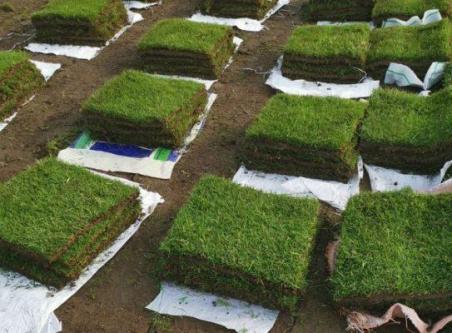 SERVICIO DE JARDINERIA A DOMICILIO EMPRESAS CONDOMINIOS en Lima - Imagen 6