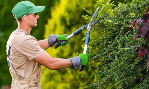SERVICIO DE JARDINERIA A DOMICILIO EMPRESAS CONDOMINIOS en Lima - Imagen 6