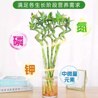 富贵竹专用营养液水培治黄叶促生根观音竹转运竹绿植盆栽通用型肥Special nutrient solution for … in Geylang - Image 1