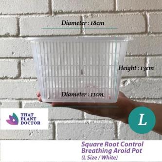 Square Root Control Breathing Pot (WHITE) (L Size) … in Singapore - Image 1
