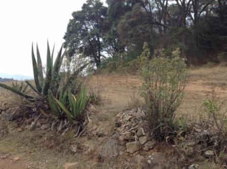 TERRENO RUSTICO VENTA SAN BORTOLO MORELOS en Atlacomulco - Imagen 10