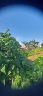 *TITLED 3PLOTS AMRAHIA, ACCRA* in Ejura - Image 3