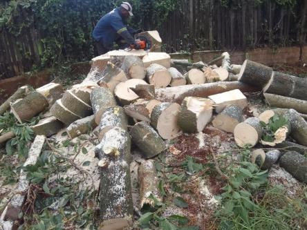 TREE FELLING AND STUMP REMOVAL in Empangeni - Image 9