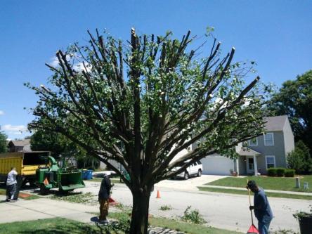Timberland Tree Care in Indianapolis - Image 2