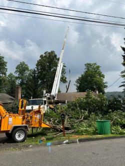 Tree One Experts in Dover, NJ 07801 in Plainfield - Image 2
