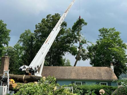 Tree One Experts in Dover, NJ 07801 in Plainfield - Image 3
