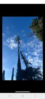 Tree Surgery Co. CORK in Cork - Image 2