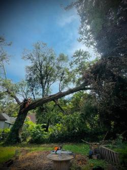 Tree removal landscaping en Springfield - Imagen 1