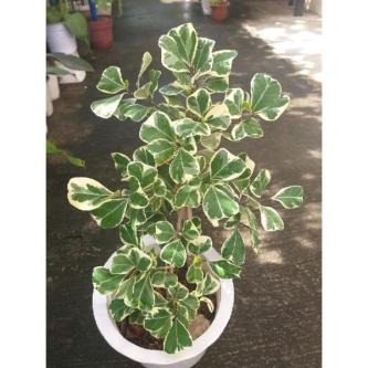 Triangularis/established/potted in Singapore - Image 1