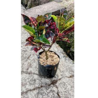 Unique Turtle Codiaeum - Colorful and Charming Plant in Singapore - Image 1