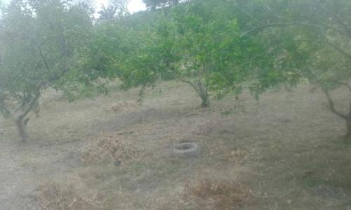 VENTA DE TERRENO RÚSTICO EN RANCHO VIEJO, EMILIANO ZAPATA en Emiliano Zapata - Imagen 8