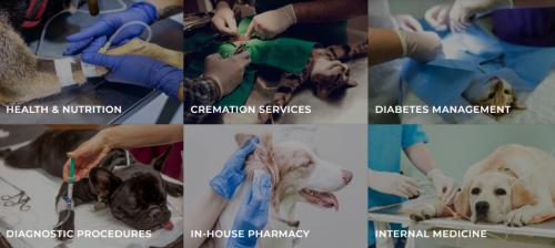 Veterinary Practice In Noida Sector 104 in Noida - Image 3
