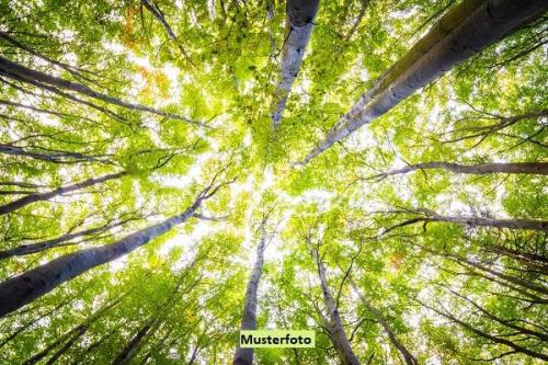 Waldfläche in Königs Wusterhausen - Bild 1
