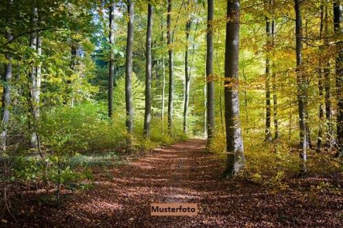 Waldfläche in Saalfeld - Bild 1