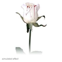 Account-Einstellungen